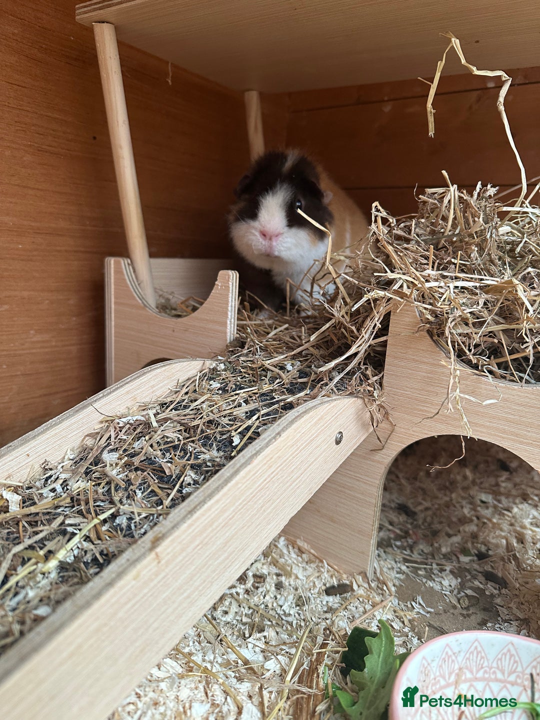 Guinea Pig rodents for sale: Teddy guinea pigs  - Image 16