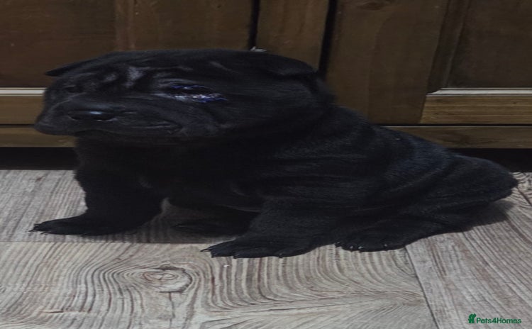 Shar Pei dogs ❤️ beautiful shar pei puppies ❤️ - Advert 2