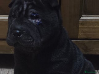 Shar Pei dogs ❤️ beautiful shar pei puppies ❤️ - Advert 2