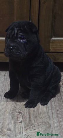 Shar Pei dogs ❤️ beautiful shar pei puppies ❤️ - Advert 2