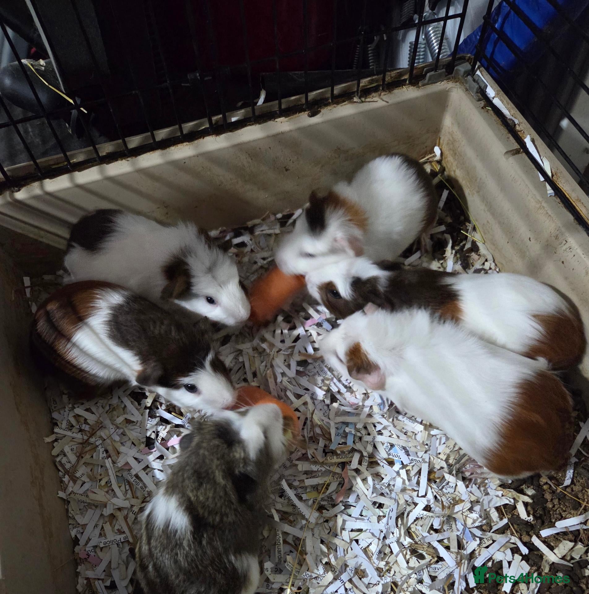 Guinea Pig rodents  boy guinea pigs for sale.  - Advert 20