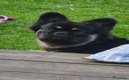 French Bulldog dogs for sale: Fluffy frenchie for sale  - Image 2