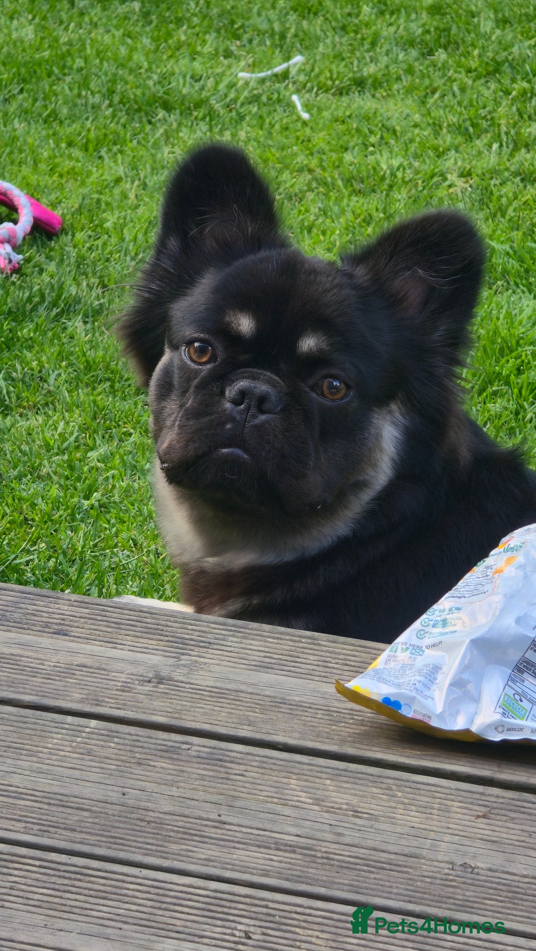 French Bulldog dogs for sale: Fluffy frenchie for sale  - Image 2