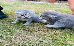 Scottish Fold cats for sale: Adorable Kittens Looking for Their Forever Homes🐾 - Image 8