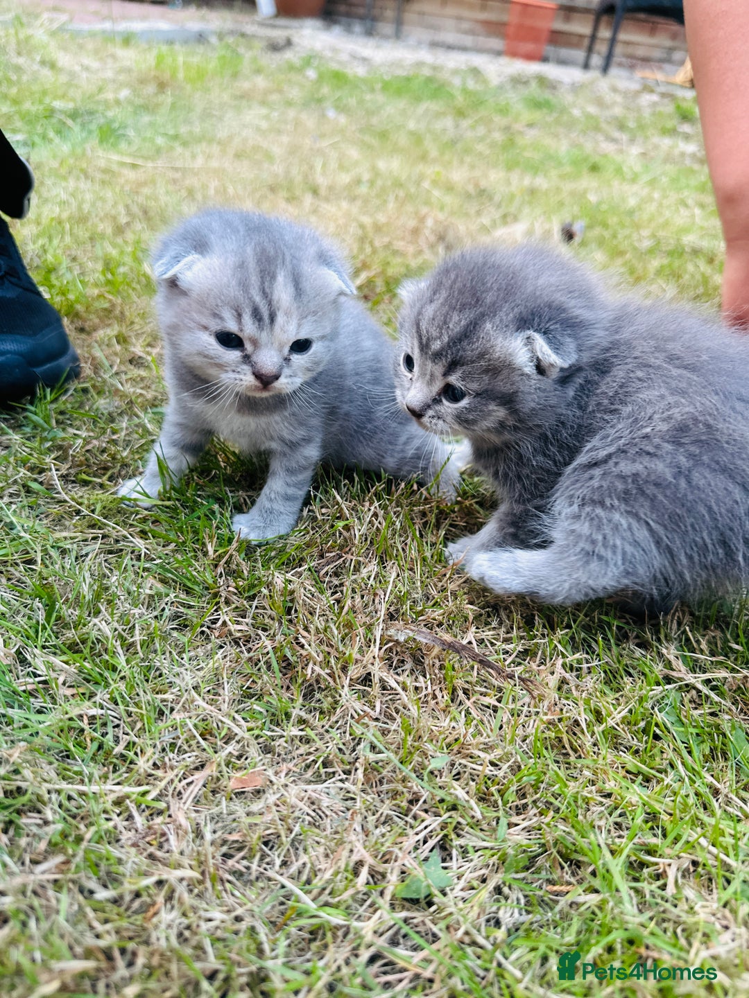 Scottish Fold cats for sale: Adorable Kittens Looking for Their Forever Homes🐾 - Image 8
