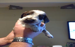 Italian Spinone dogs for sale: A beautiful litter of Italian Spinones  - Image 21