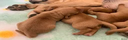 Labrador Retriever dogs for sale: Fox Red Puppies fully health tested FTCH lines in Swanage - Advert 6