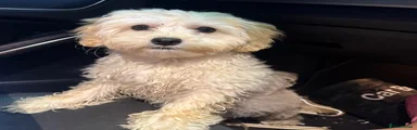 Maltese 1