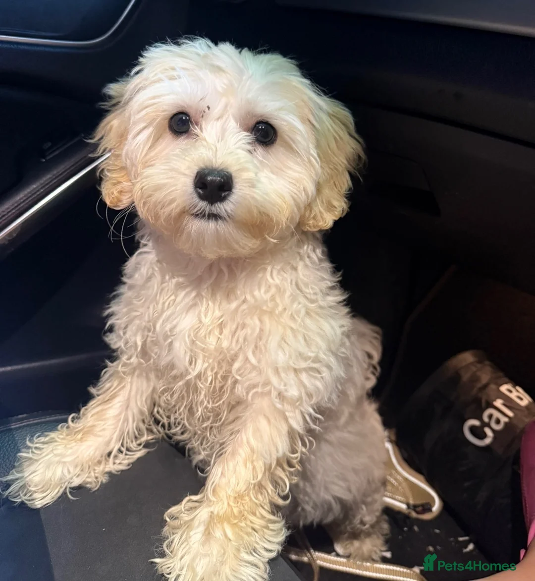 Maltese dogs for sale: Beautiful 1 year old Maltese ❤️ - Advert 2