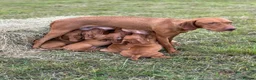 Hungarian Vizsla dogs for sale: KC Hungarian Vizsla Pups in Treharris - Advert 10