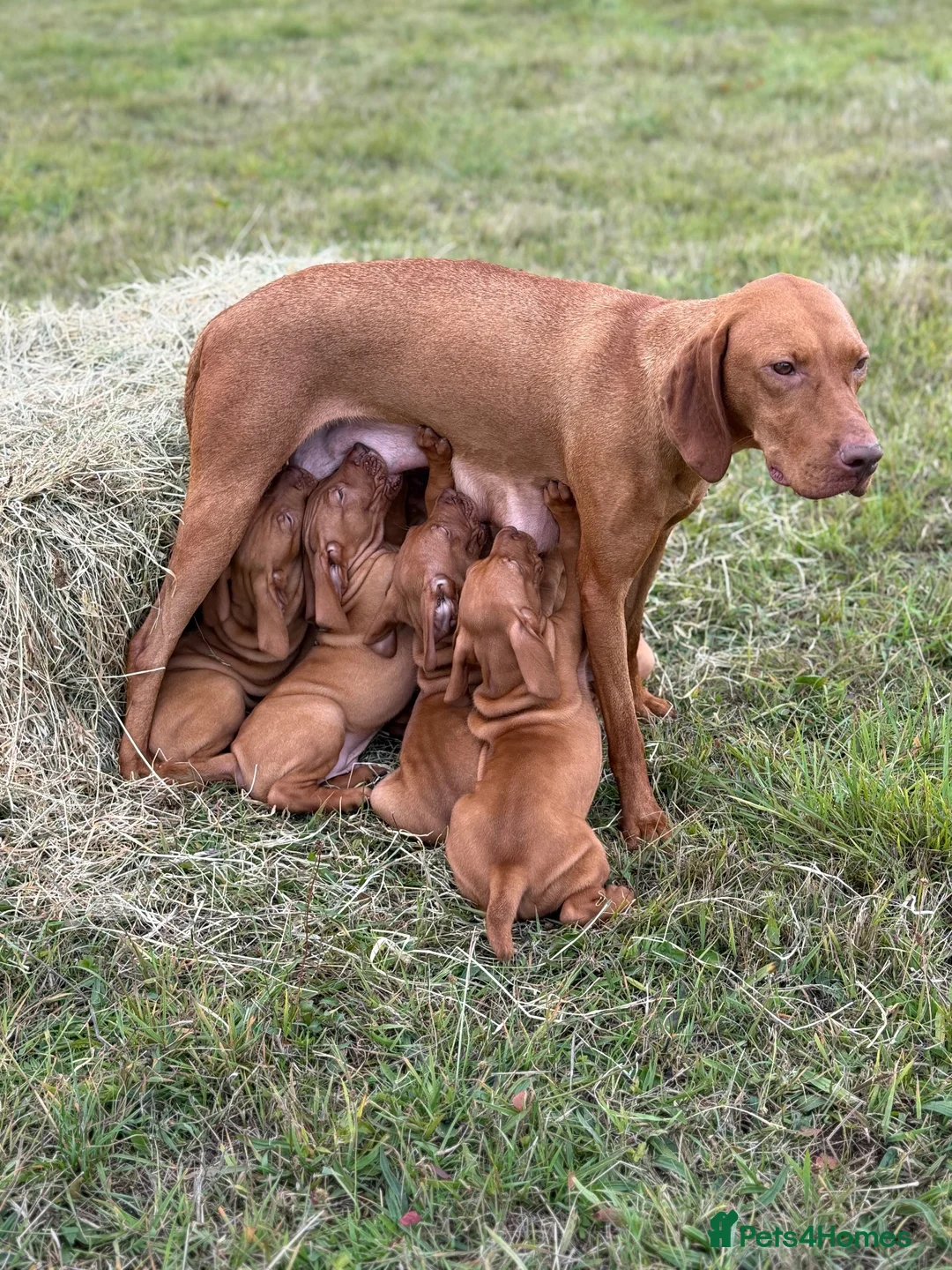 Hungarian Vizsla dogs for sale: KC Hungarian Vizsla Pups in Treharris - Advert 10