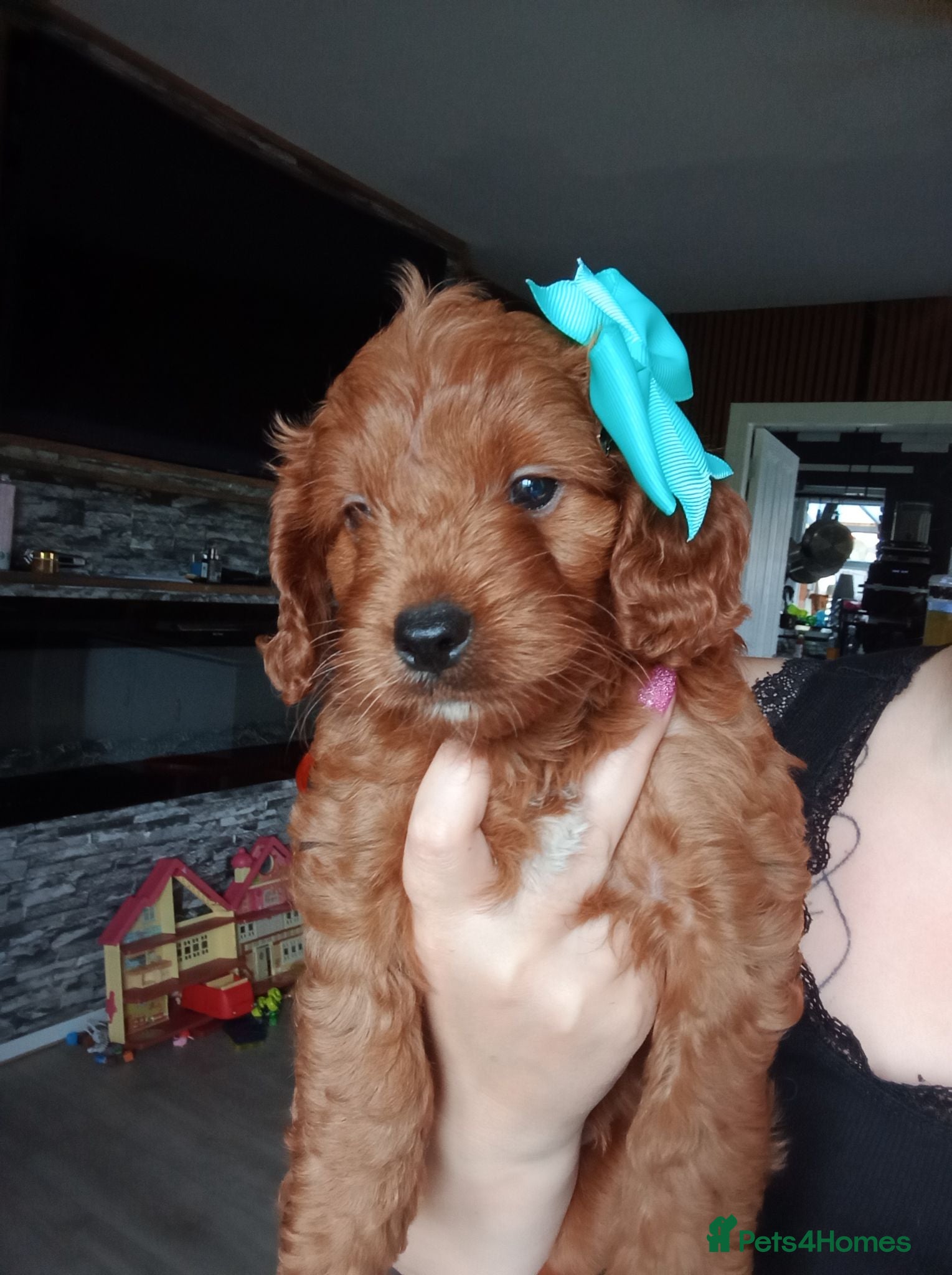 Cavapoo dogs Little teddy bear deep in red  - Advert 12