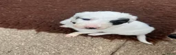 Lurcher dogs for sale: Fluffy Lurcher puppies available Sept - Advert 14