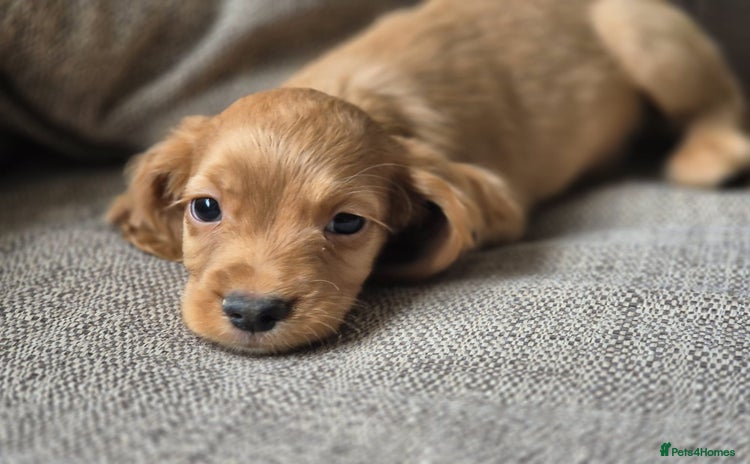 Cocker Spaniel dogs - Advert 13