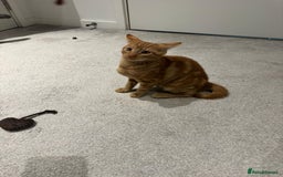 American Shorthair cats for sale: Ginger female - American shorthair - Advert 8