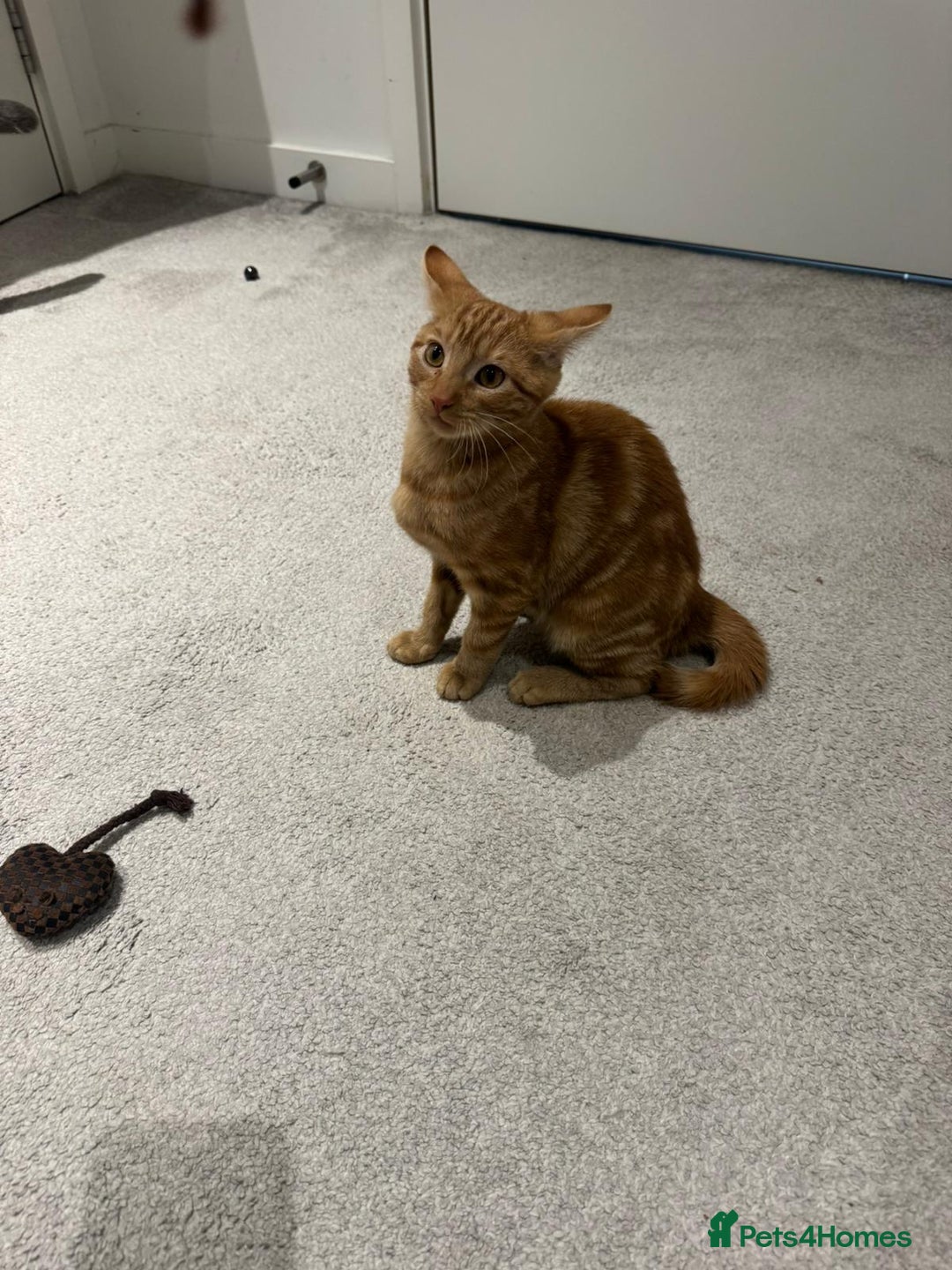 American Shorthair cats for sale: Ginger female - American shorthair - Advert 8