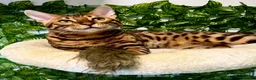 Bengal cats for sale: 🐆Adorable bengal kitten 🐆 - Advert 12