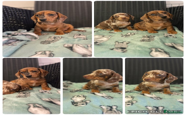 Miniature Dachshund dogs - Advert 1