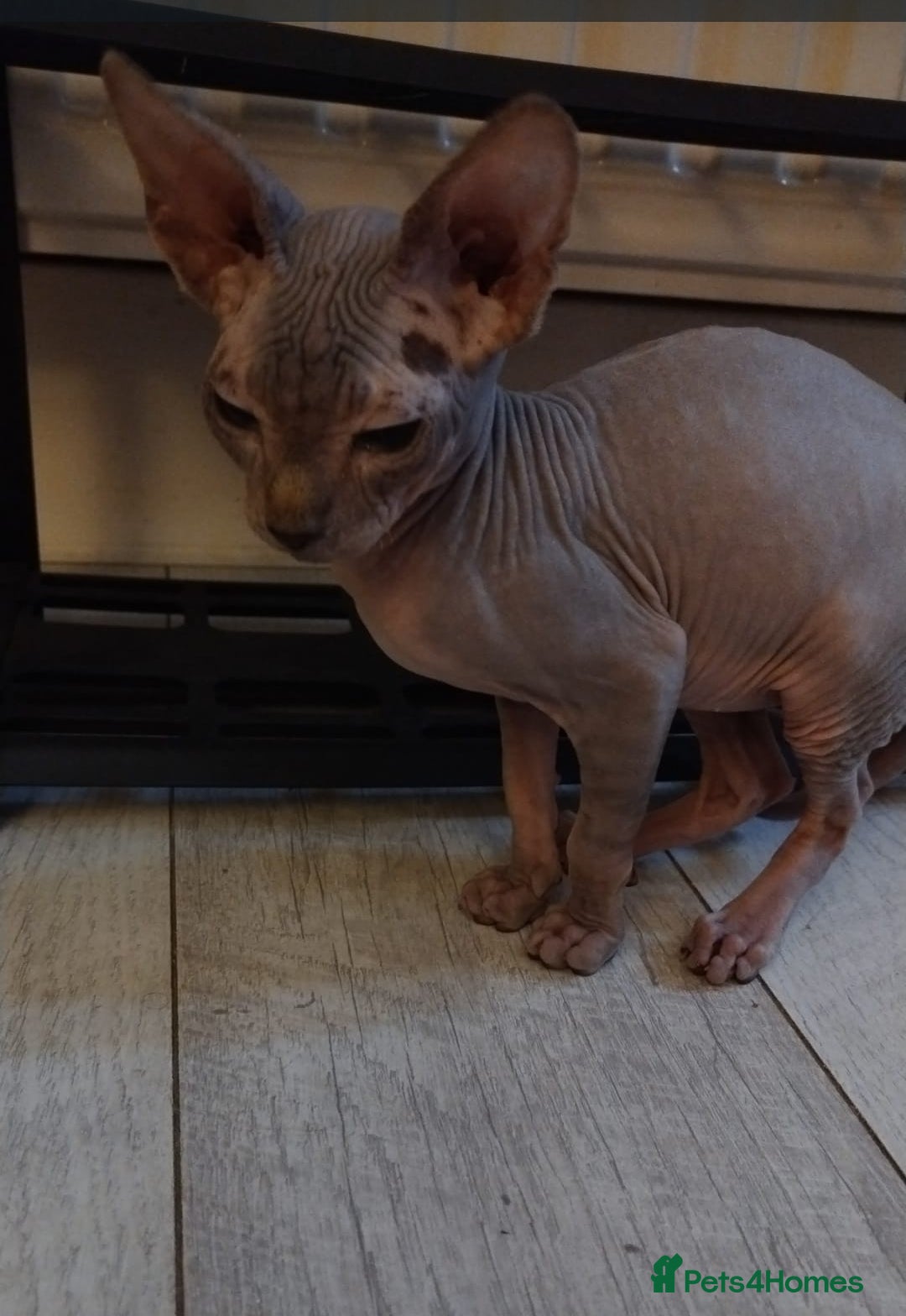 Sphynx cats for sale: Beautiful blue tabby girl - Advert 13