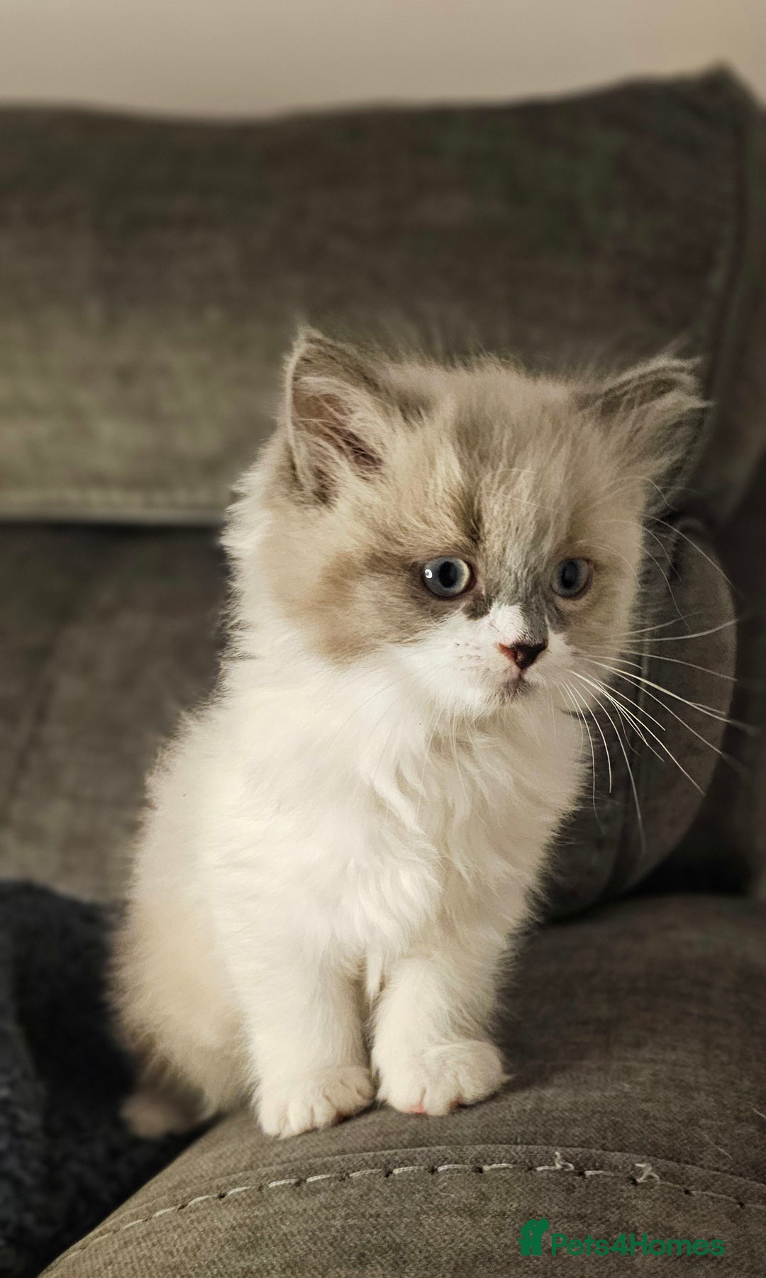 Ragdoll cats for sale: Girl ragdoll  - Advert 6