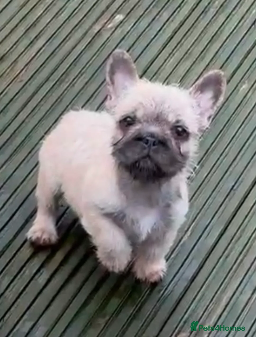 French Bulldog dogs for sale: All Reduced wire hair floodle producers  - Advert 1
