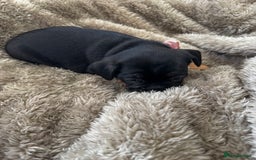 Mixed Breed dogs for sale: Cockapoo x French Bulldog - Image 15