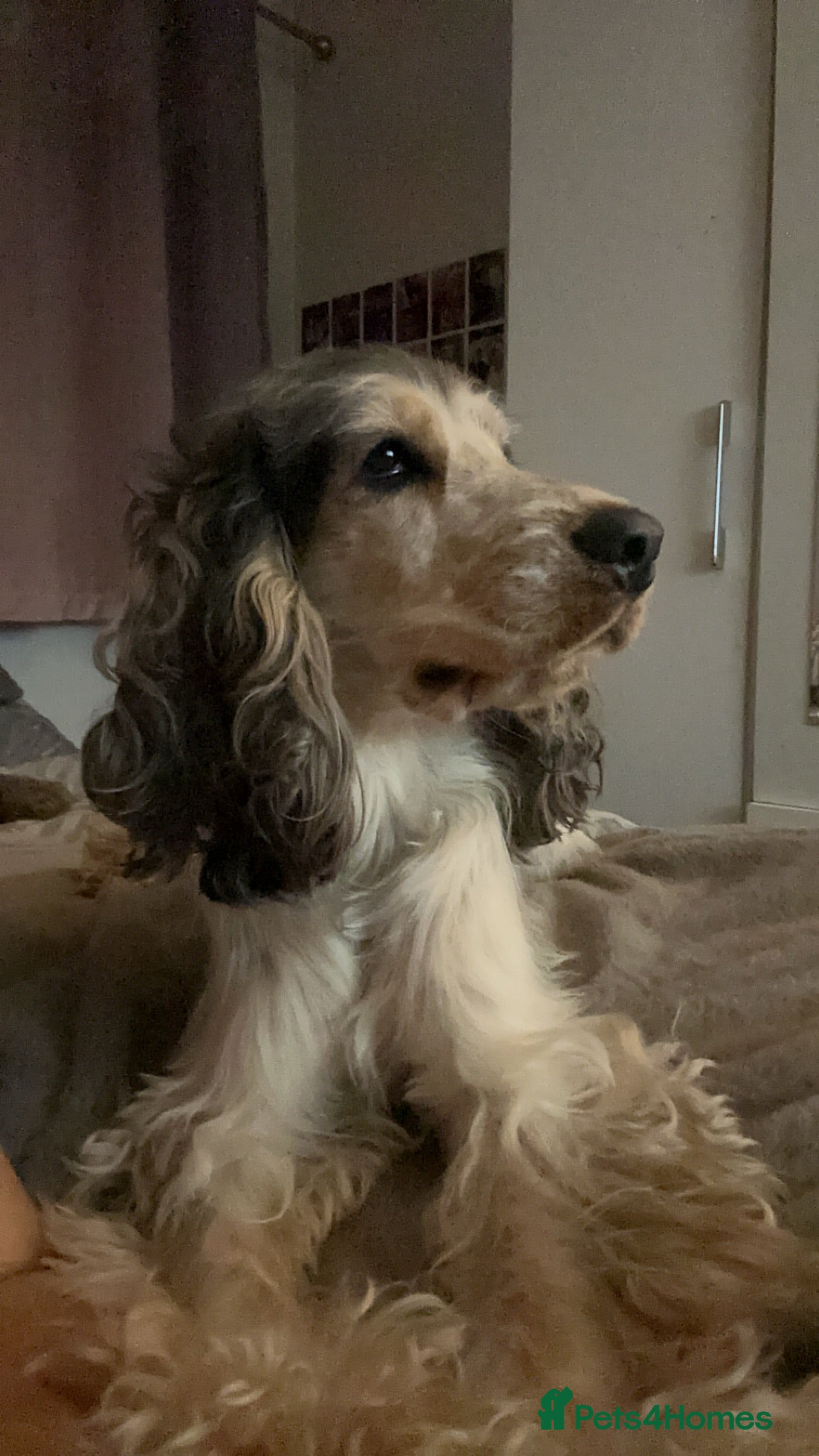 Cocker Spaniel dogs Sable Blue Roan Show Cocker (stud) in Barnsley - Advert 3