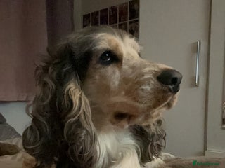 Cocker Spaniel dogs Sable Blue Roan Show Cocker (stud) in Barnsley - Advert 6