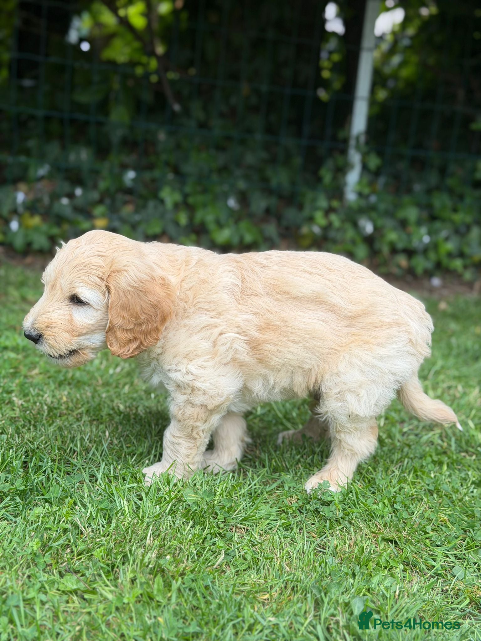 Mixed Breed dogs for sale: Adorable Australian fleece/wool Labradoodles - Advert 32