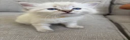 Ragdoll cats for sale: ✨ READY SOON ✨ Ragdoll Siberian Kittens - Advert 24