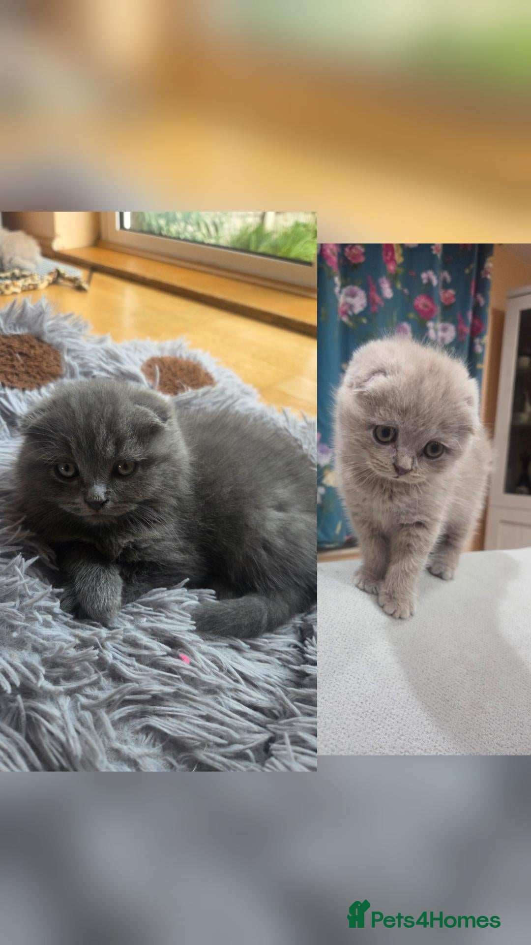 Scottish Fold cats Scottish kitten lilac blue, ready now, girl boy - Advert 1