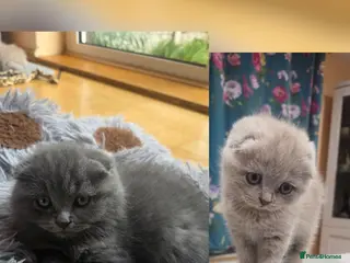 Scottish Fold cats Scottish kitten lilac blue, ready now, girl boy - Advert 1