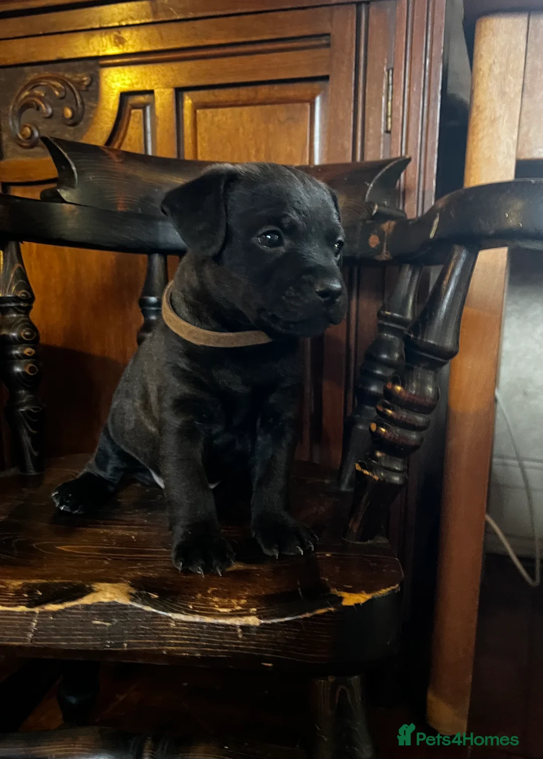 Patterdale Terrier dogs for sale: Beautiful Patterdale pups  - Advert 2