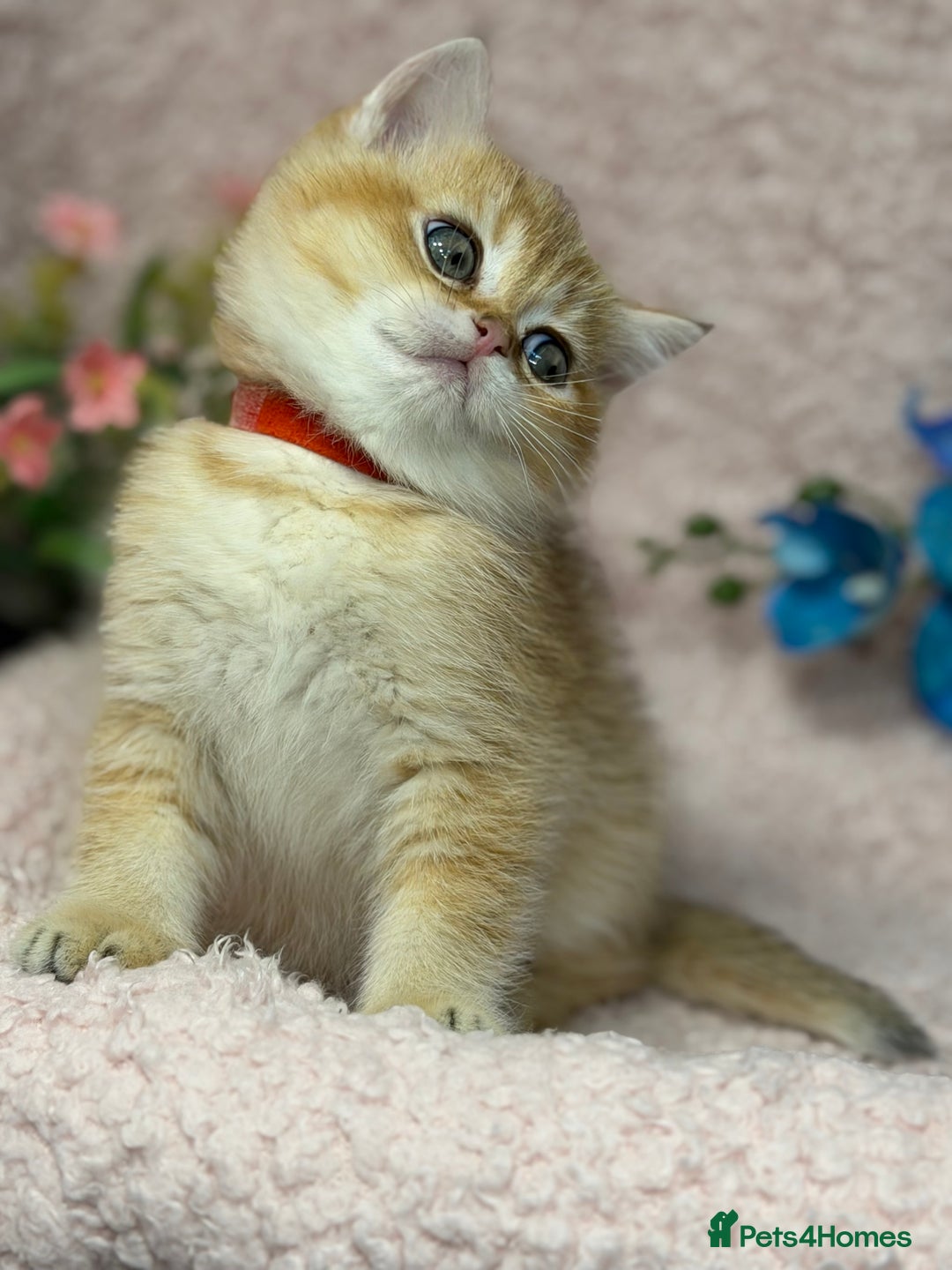 British Shorthair cats for sale: British shh golden, silver  GCCF kittens  - Advert 28