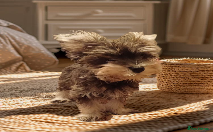 Miniature Schnauzer dogs - Advert 3
