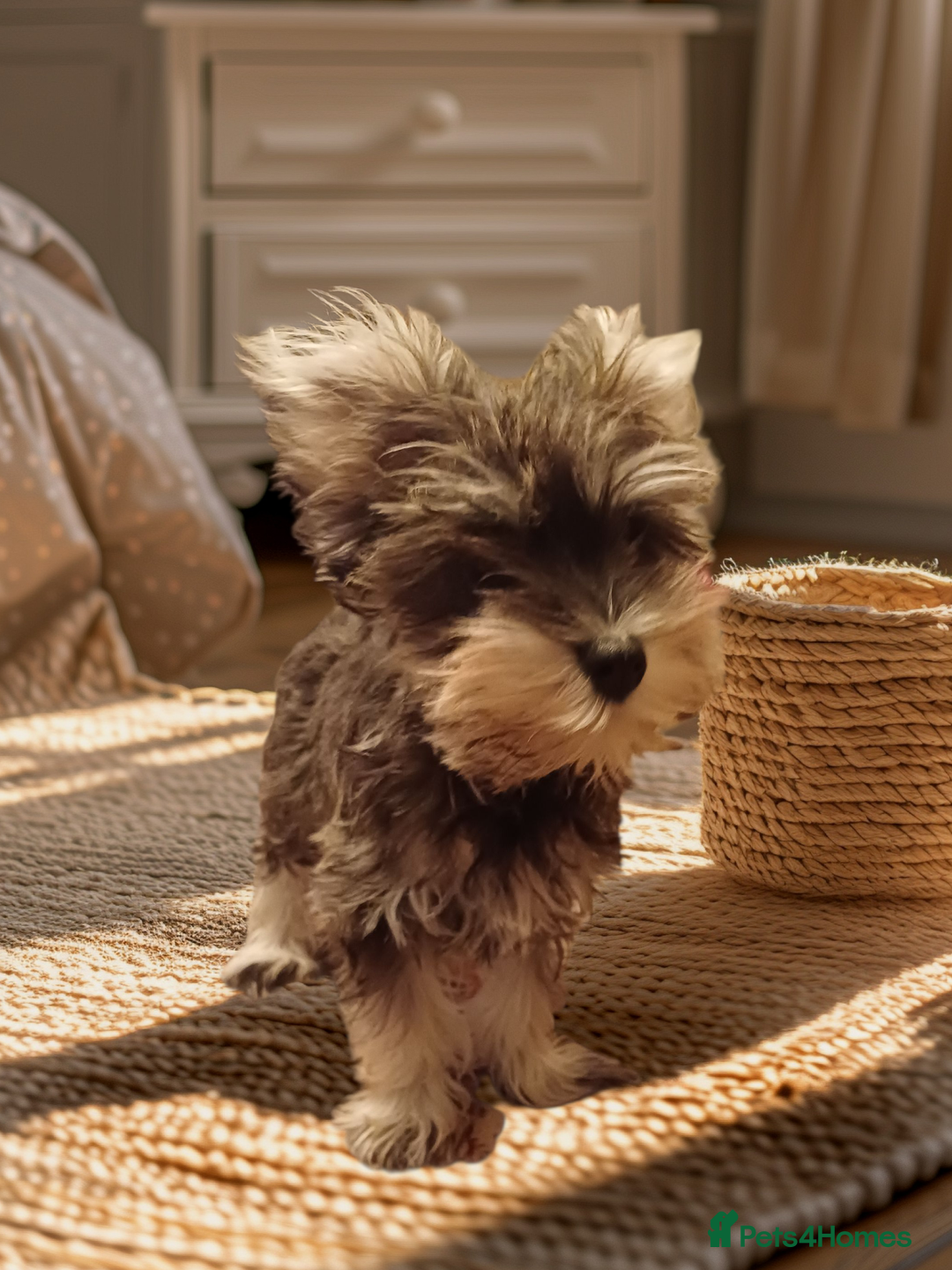 Miniature Schnauzer dogs for sale: *REDUCED*Gorgeous mini schnauzers  - Image 1