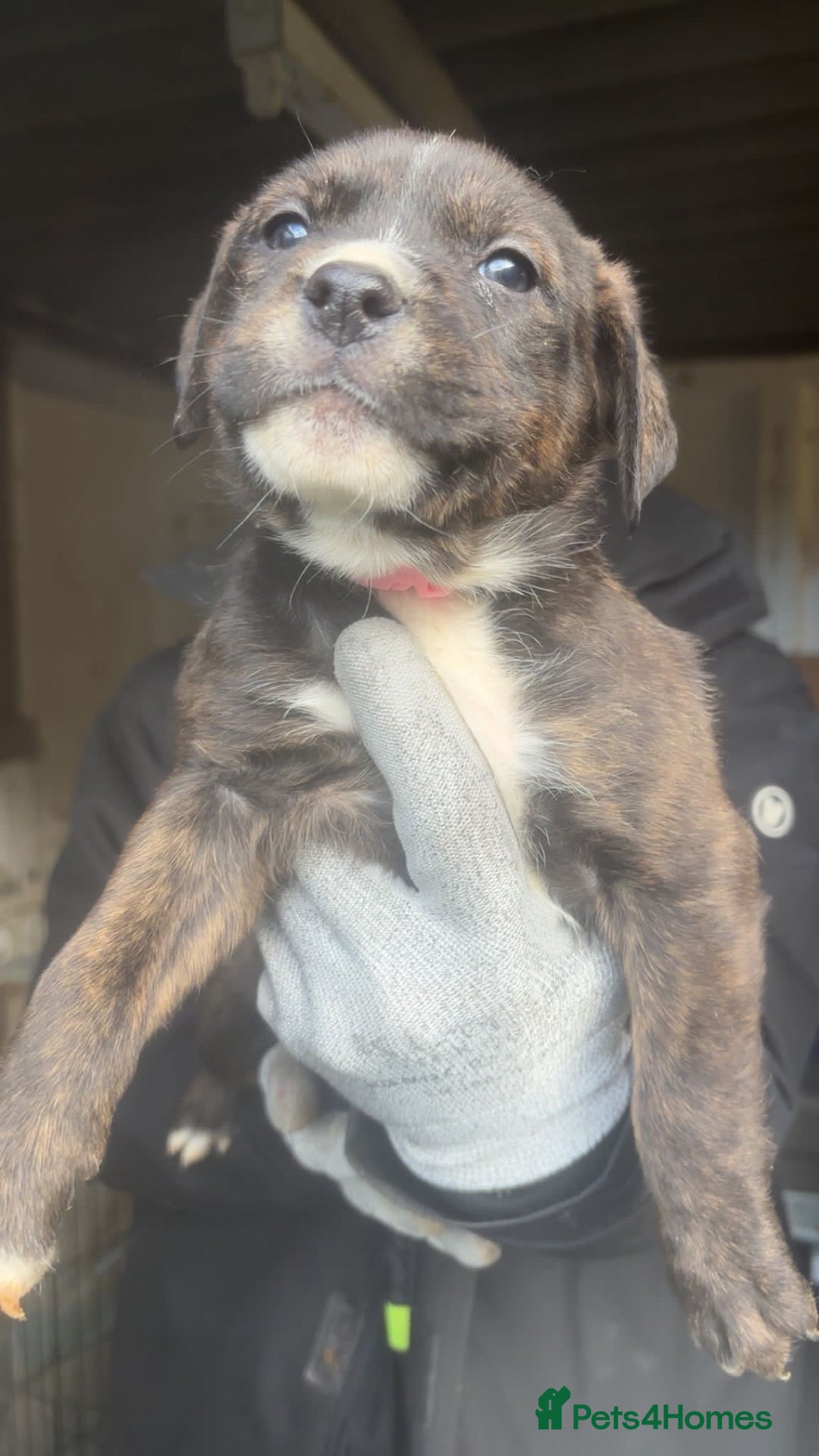 Mixed Breed dogs for sale: Amazing litter of exotic rottiebulls  - Advert 14