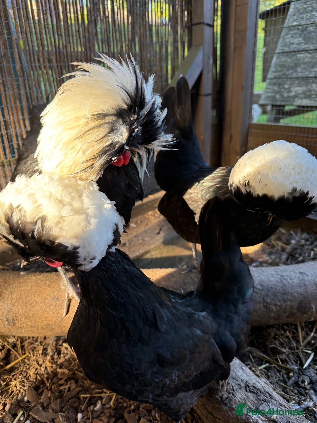 Chickens poultry for sale: Poland bantam breeding trios available - Image 6