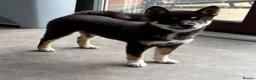 Japanese Shiba Inu dogs for sale: Fabulous baby - Advert 3