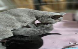 British Shorthair cats for sale: BSH kittens 💙🖤 - Image 8