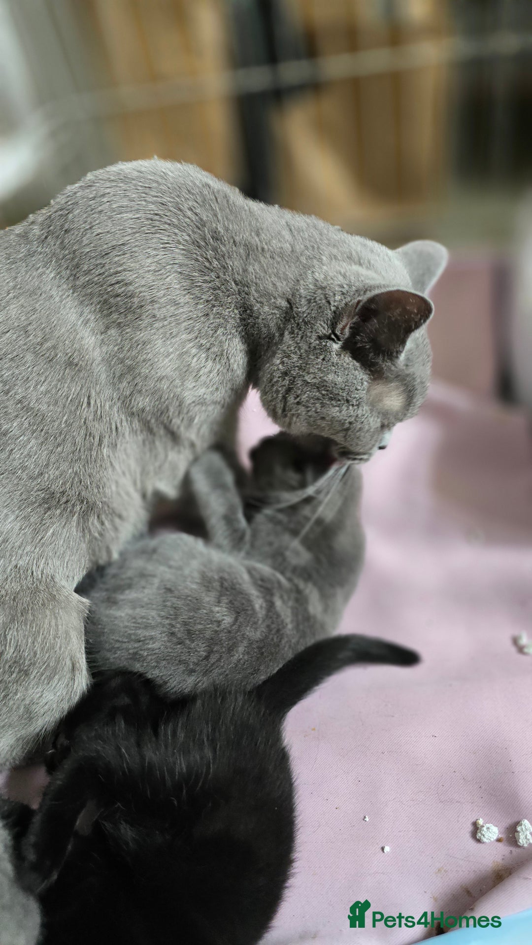 British Shorthair cats for sale: BSH kittens 💙🖤 - Image 8