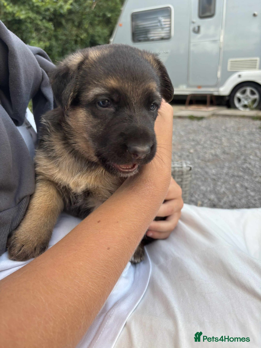 German Shepherd dogs for sale: German shepherd puppies  - Image 4