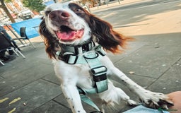 English Springer Spaniel dogs for sale: Forrest, 1.5yr old male ESS - Image 12