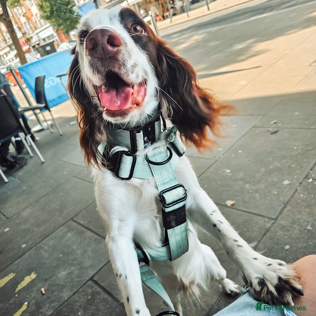 English Springer Spaniel dogs for sale: Forrest, 1.5yr old male ESS - Image 12