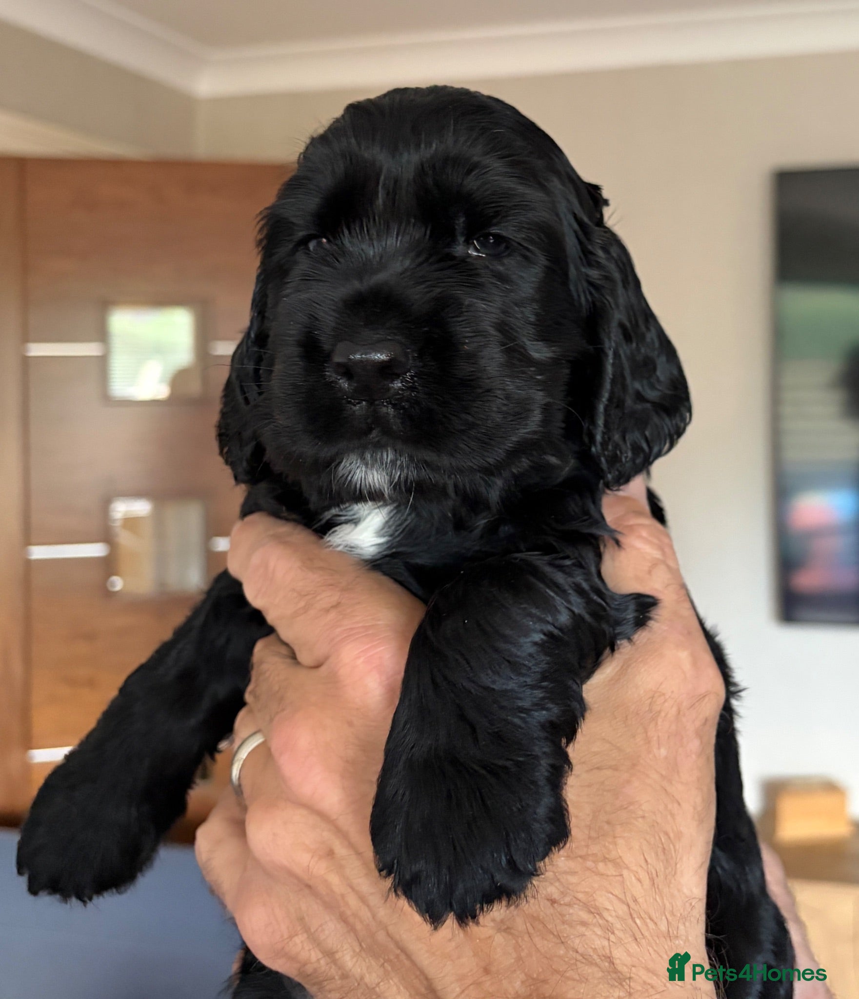 Cocker Spaniel dogs STUNNING SHOW COCKER SPANIEL only girls available  - Advert 16