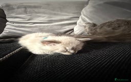 British Shorthair cats for sale: Beautiful BSH 2 male 1 female  - Image 12
