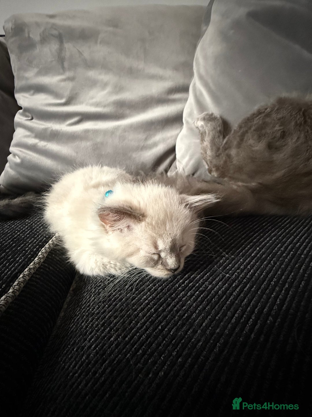 British Shorthair cats for sale: Beautiful BSH 2 male 1 female  - Image 12