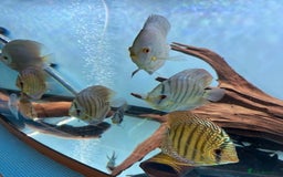 Discus fish for sale: HIGH QUALITY DISCUS £40 EACH  - Advert 14