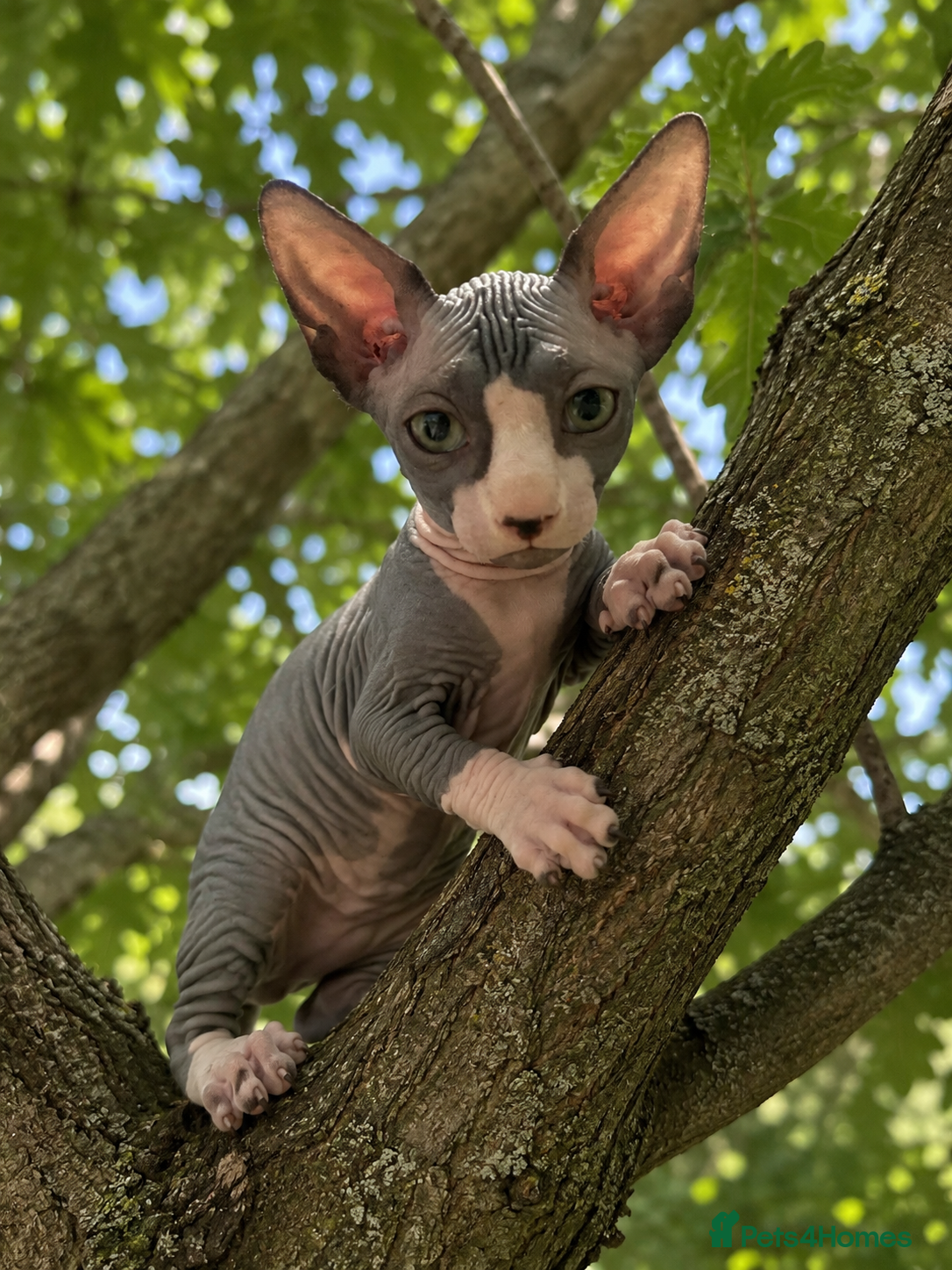Sphynx cats Male bambino sphynx  - Advert 1