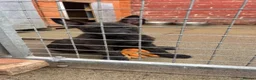 Belgian Shepherd Dog dogs for sale: Dutch herder’s for sale  in Liverpool - Advert 4